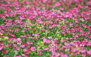 粉色花儿的海洋