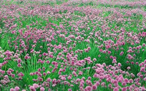 粉色花儿的海洋_5