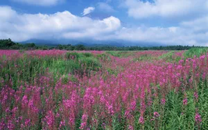 粉色花儿的海洋_6