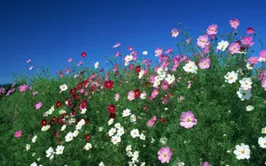 粉色花儿的海洋_9