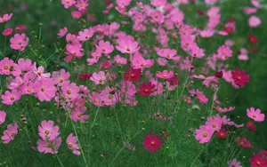 粉色花儿的海洋_17