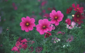 粉色花儿的海洋_19