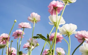 美丽花儿与蓝天