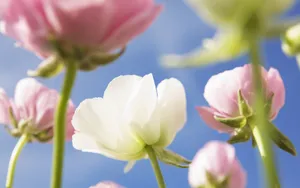 美丽花儿与蓝天_2