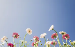 美丽花儿与蓝天_6