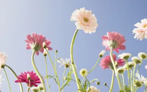 美丽花儿与蓝天_8