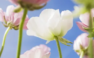 美丽花儿与蓝天_10