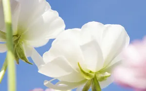 美丽花儿与蓝天_11