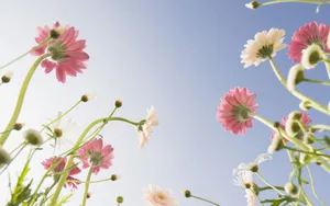 美丽花儿与蓝天_12
