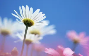 美丽花儿与蓝天_18