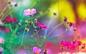 《寻梦园》梦一般的花卉植物