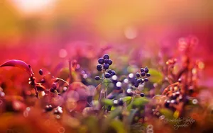 《寻梦园》梦一般的花卉植物_2