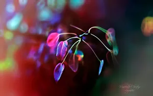 《寻梦园》梦一般的花卉植物_3