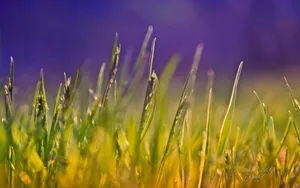 《寻梦园》梦一般的花卉植物_4