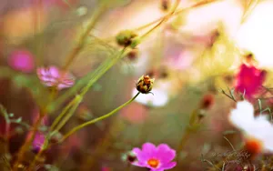 《寻梦园》梦一般的花卉植物_7