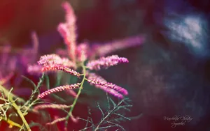 《寻梦园》梦一般的花卉植物_8
