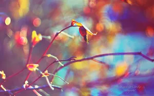 《寻梦园》梦一般的花卉植物_9