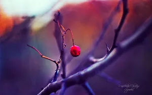 《寻梦园》梦一般的花卉植物_10