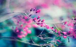 《寻梦园》梦一般的花卉植物_11