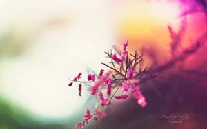《寻梦园》梦一般的花卉植物_12