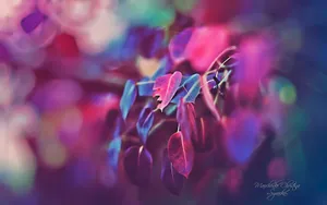 《寻梦园》梦一般的花卉植物_14