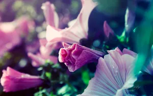 《寻梦园》梦一般的花卉植物_15