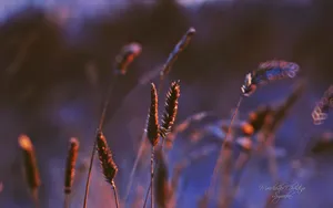 《寻梦园》梦一般的花卉植物_17