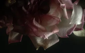 玫瑰花高清宽屏壁纸_4