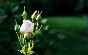 玫瑰花高清宽屏壁纸_6