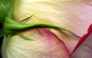 玫瑰花高清宽屏壁纸_7