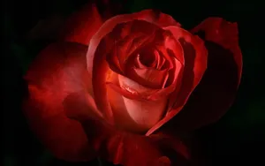 玫瑰花高清宽屏壁纸_8
