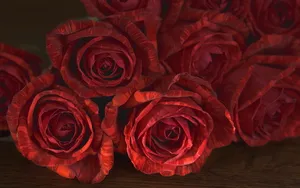 玫瑰花高清宽屏壁纸_9