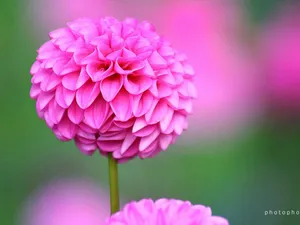菊花特写桌面壁纸_2