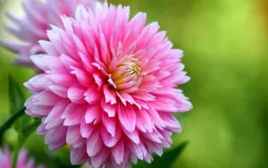 菊花特写桌面壁纸_3