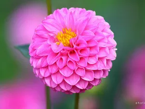 菊花特写桌面壁纸_4