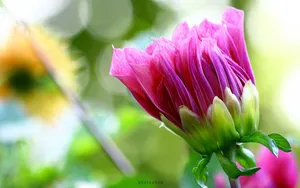 菊花特写桌面壁纸_5
