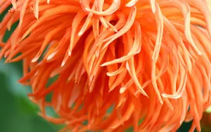 菊花特写桌面壁纸_6