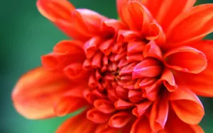 菊花特写桌面壁纸_7