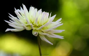 菊花特写桌面壁纸_8