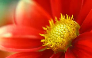 菊花特写桌面壁纸_9