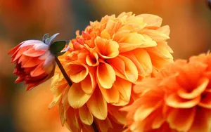 菊花特写桌面壁纸_10