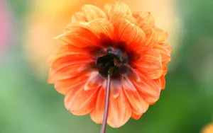 菊花特写桌面壁纸_11