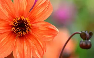 菊花特写桌面壁纸_12