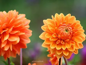 菊花特写桌面壁纸_15