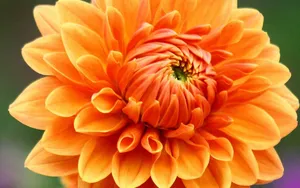 菊花特写桌面壁纸_16