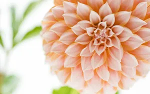菊花特写桌面壁纸_17