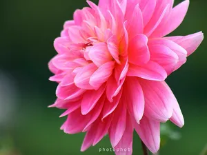 菊花特写桌面壁纸_18