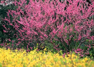 桃花烂漫桌面壁纸图片_1
