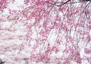 桃花烂漫桌面壁纸图片_2