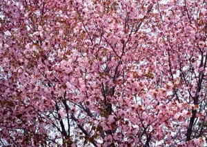 桃花烂漫桌面壁纸图片_3